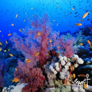 The Best Diving Center in Marsa Alam