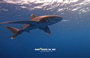 Elphinstone Reef