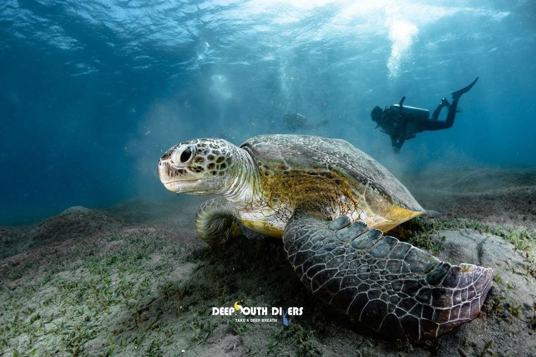 Deep south divers