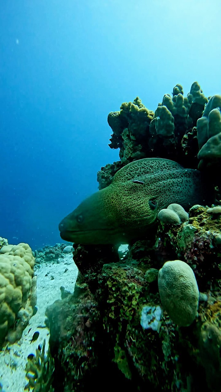 Deep South Divers