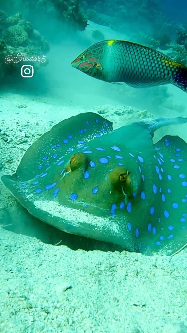 Deep South Divers