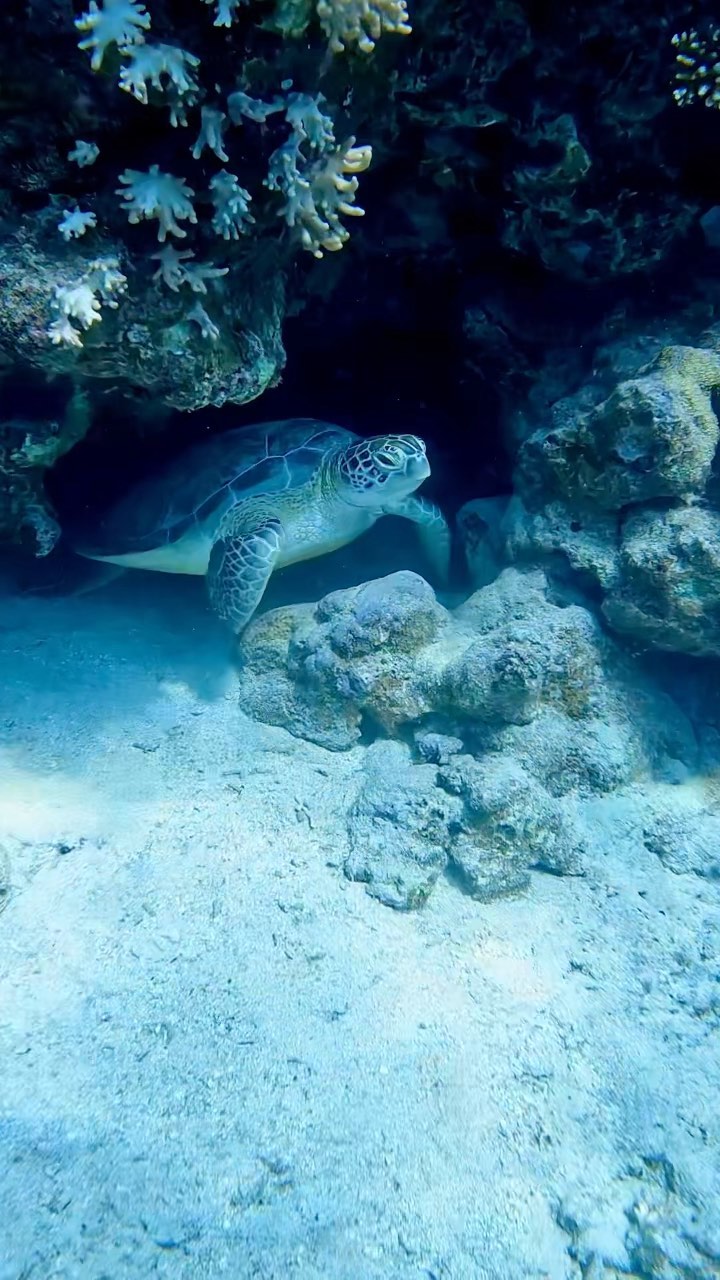 Deep South Divers
