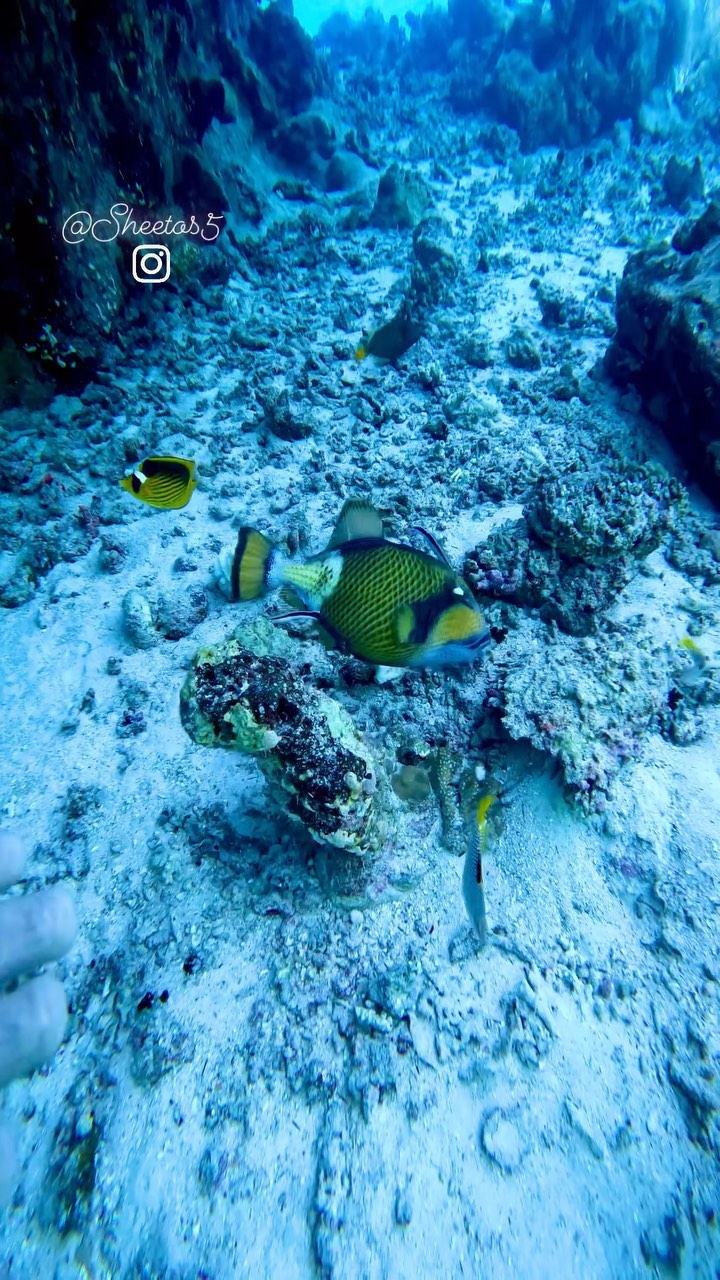 Deep South Divers
