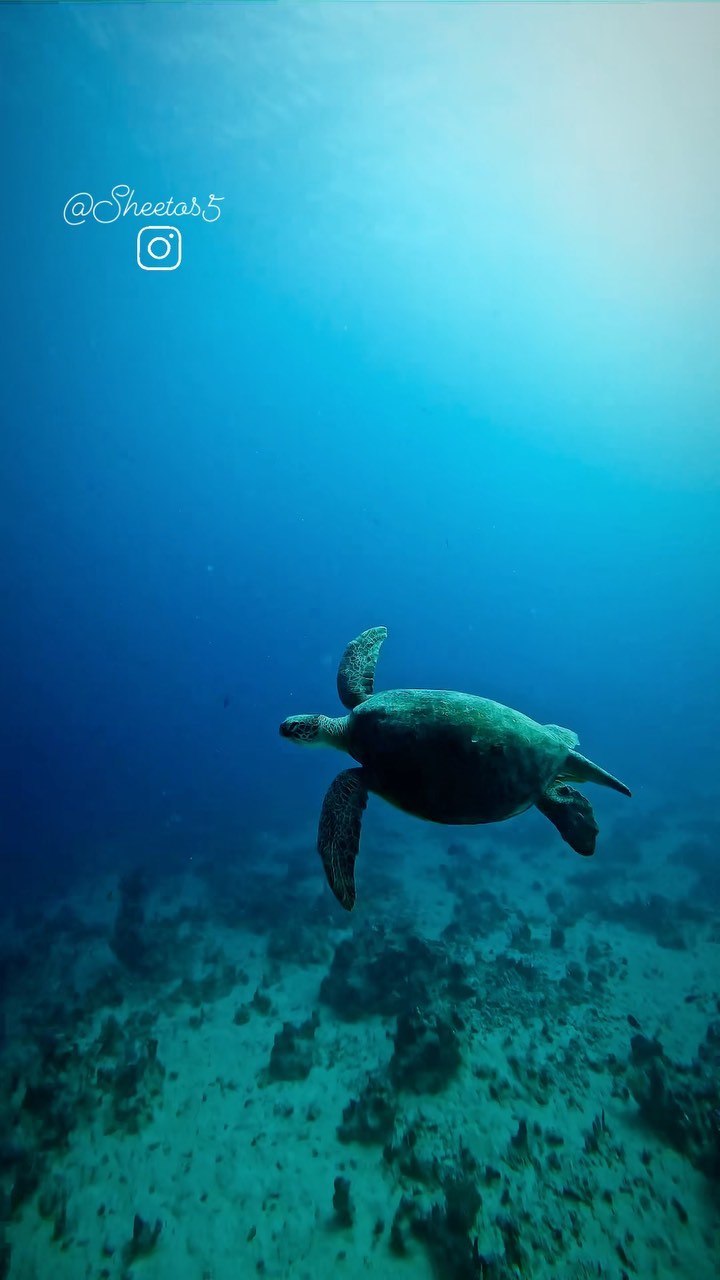 Deep South Divers