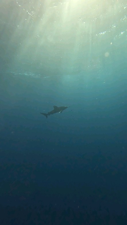 Deep South Divers