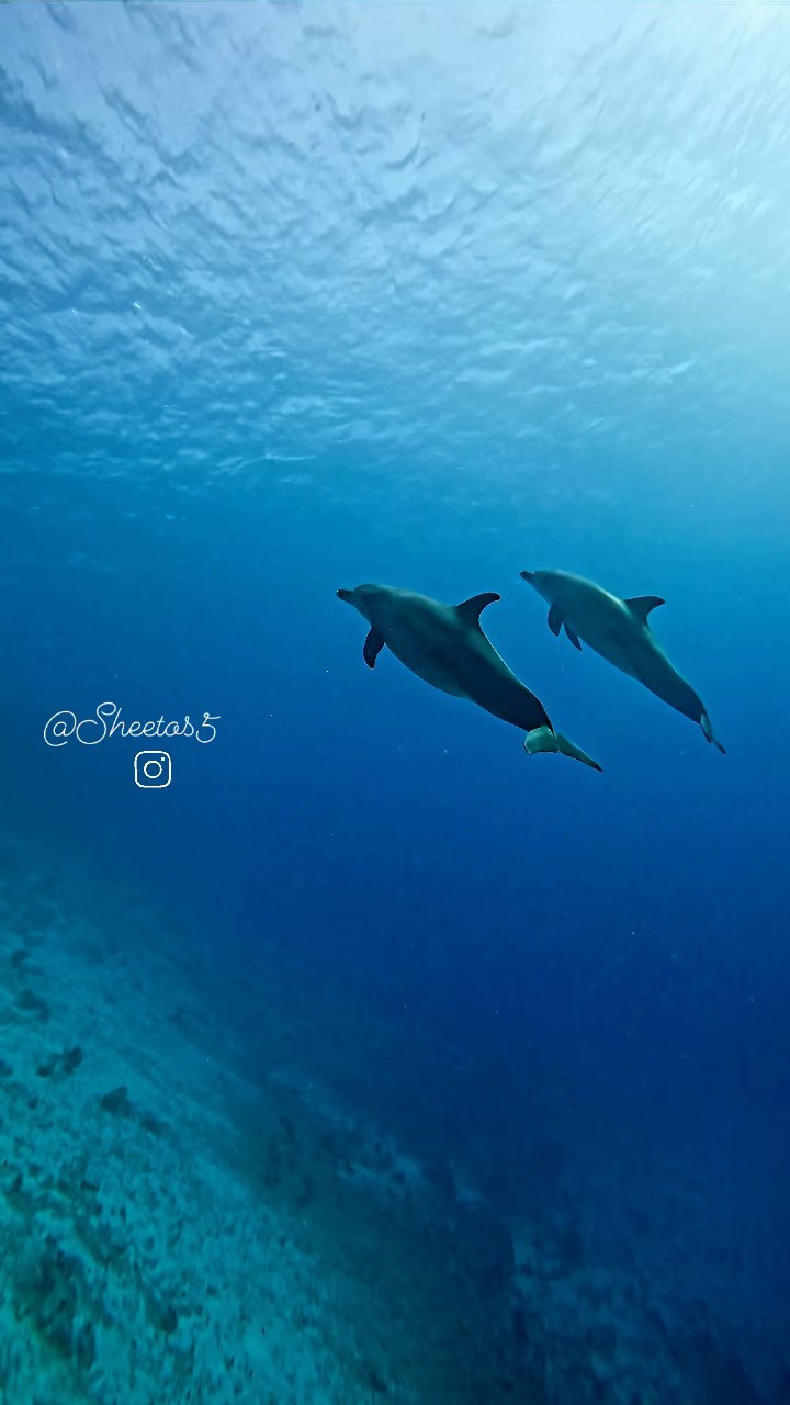 Deep South Divers