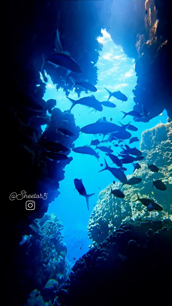 Deep South Divers
