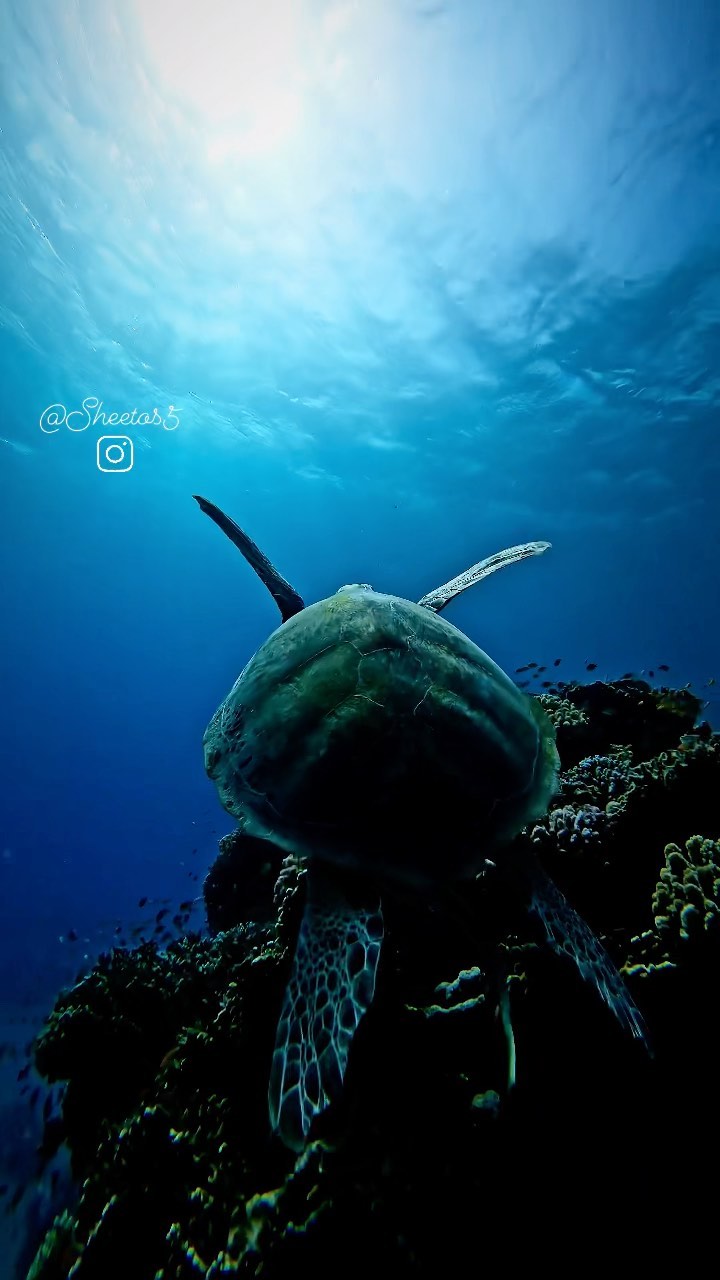 Deep South Divers