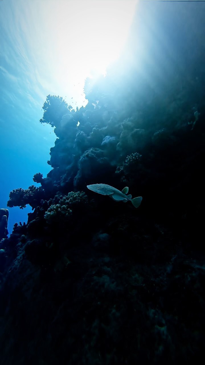 Deep South Divers