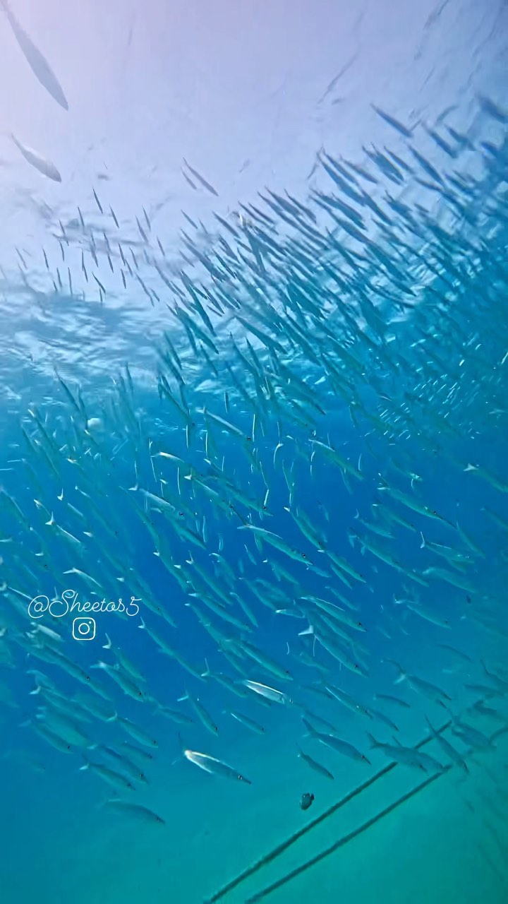 Deep South Divers