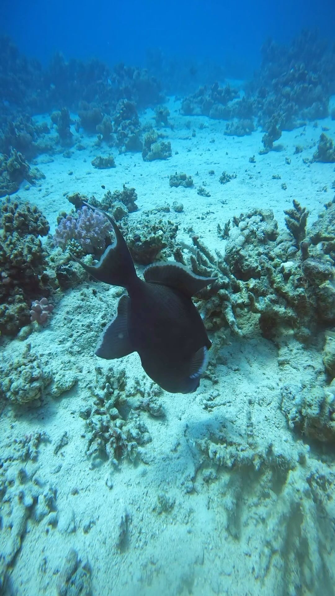 Deep south divers