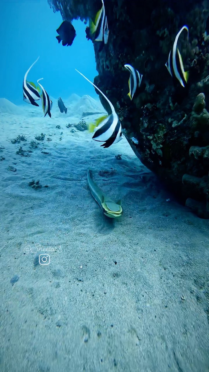 Deep south divers