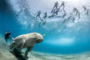 Marsa Alam’s Unique Sea Cow