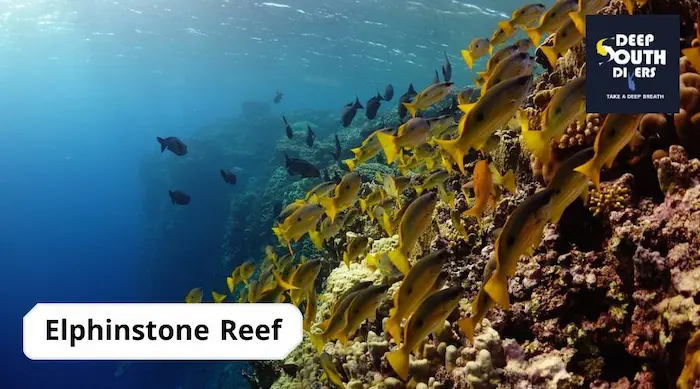 Elphinstone Reef