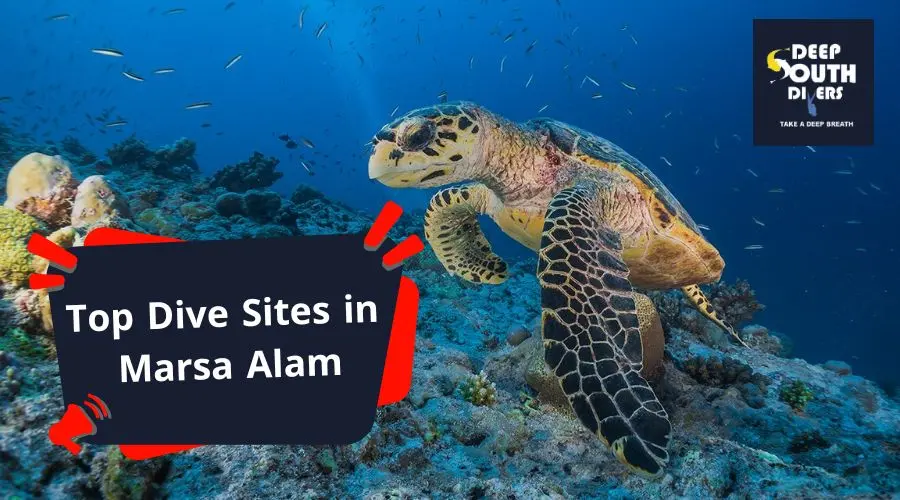 Top Dive Sites in Marsa Alam