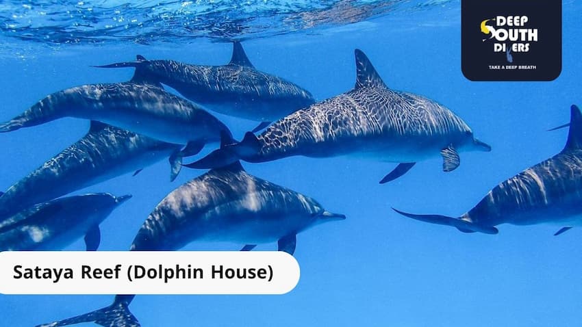 Sataya Reef (Dolphin House)