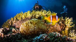 Maheleg: Discover the Underwater Wonders of El Quseir’s Coastal Reefs