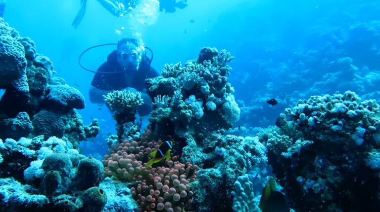 Abu Sawatyr, El Quseir – Dive Site Overview and Marine Life Guide in Red Sea