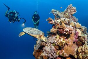 Utopia Beach House Reef South: A Pristine Diving Haven in El Quseir