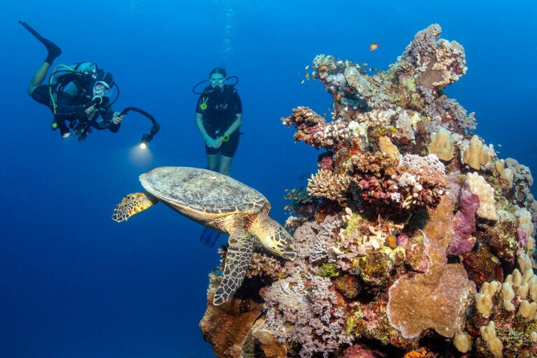 Utopia Beach House Reef South: A Pristine Diving Haven in El Quseir